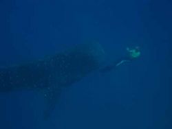 Whale Shark & Freediver taken in Mozambique Natural Light by Nicky Olckers 